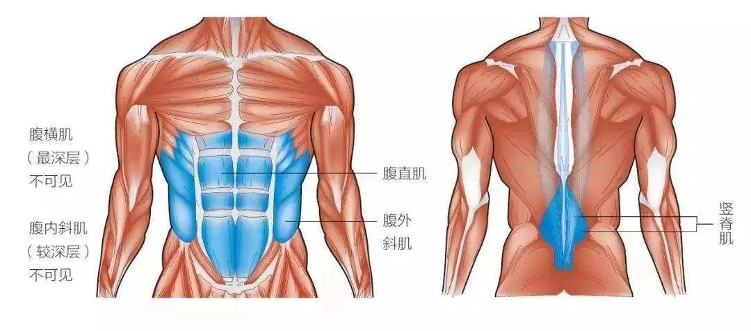 腹部肌肉分為深層肌肉和淺層肌肉.