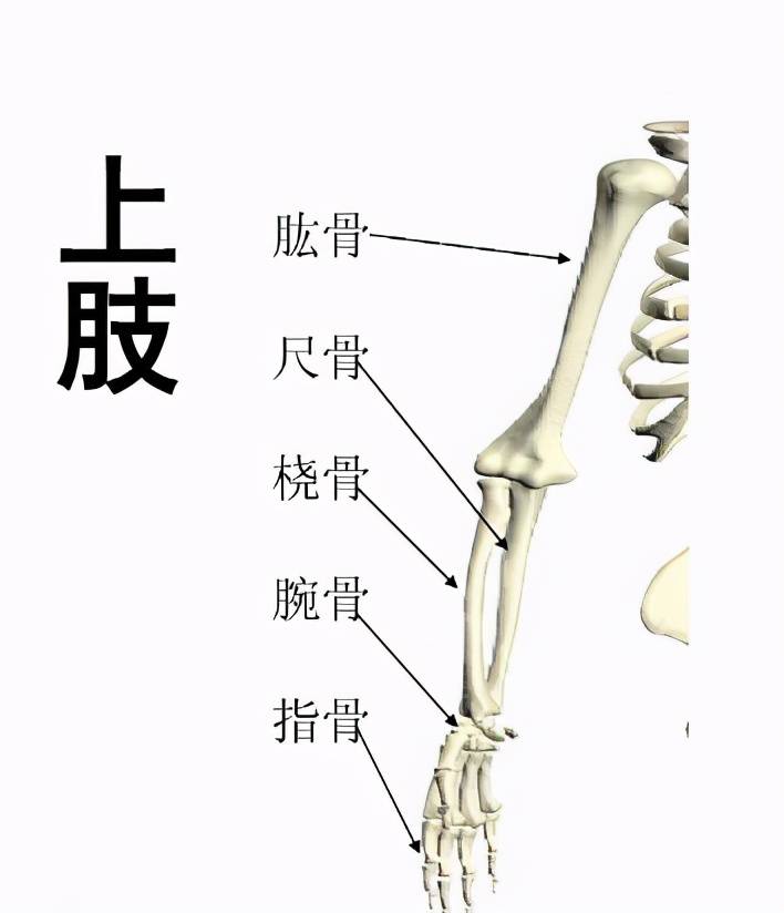 手前臂骨头结构图图片