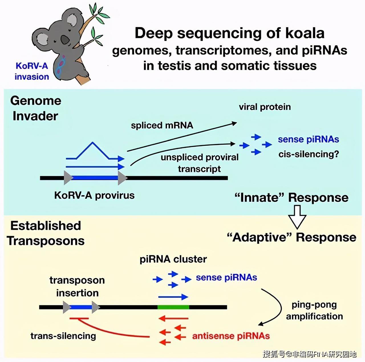 文獻解讀koala基因組逆轉錄病毒侵襲後的pirna反應