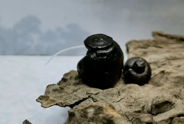 这种黑色石头，最近很火，你玩过吗？