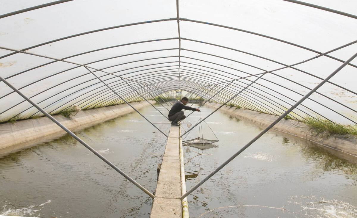冬棚对虾养殖的关键你真的找对了吗?