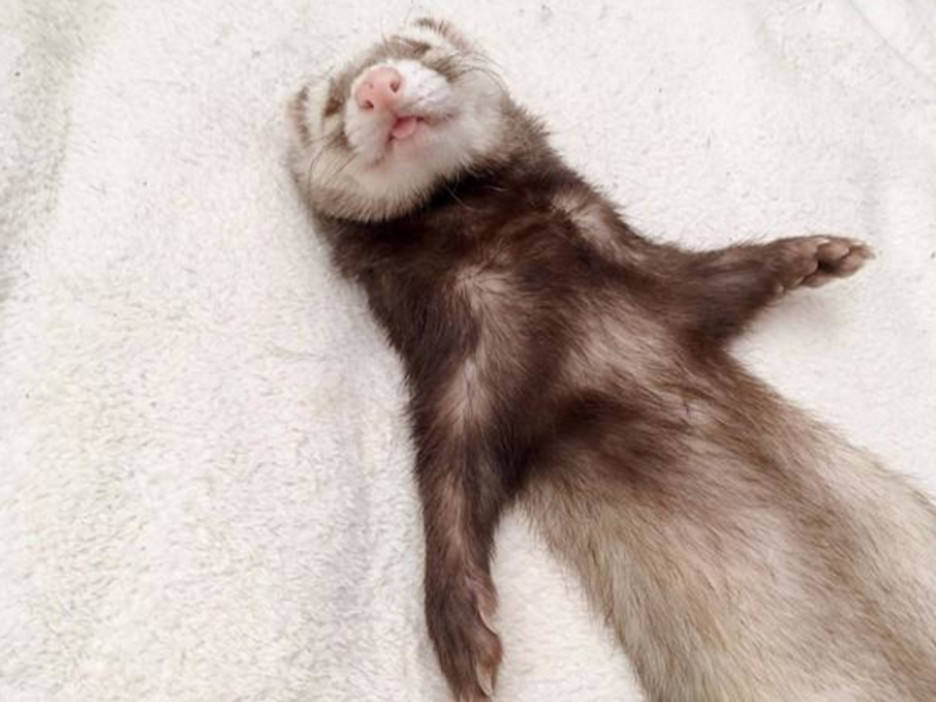 雪貂在床上呈大字形睡着,主人看了一眼,以为它死了!_手机搜狐网