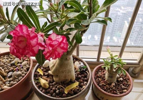 沙漠玫瑰发臭了典型烂根了土里掺点河沙再也不烂根