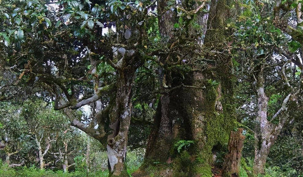 仙人脚印巴达山普洱茶口感如何巴达茶山属于西双版纳茶区吗