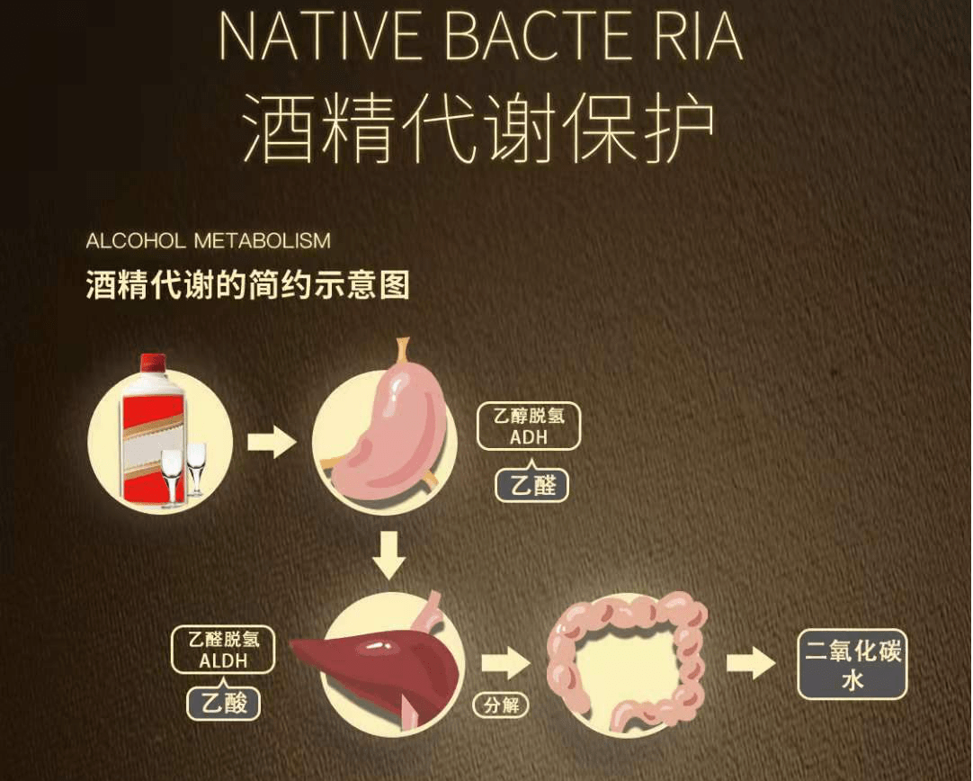 酒精进入体内需要及时代谢,益生菌能促进肠道内积聚物的代谢,产生更多