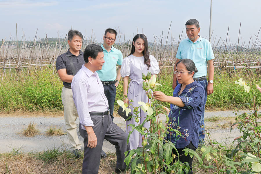 英德农业局汤局长,中国农科院闫海洁与创美研究院一行"金花葵基地"