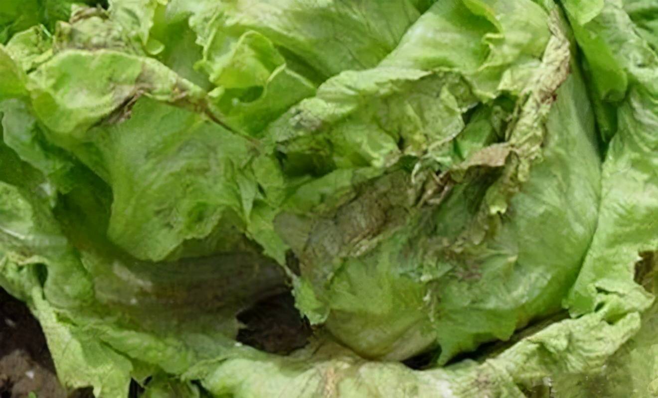 生菜常见病害的防治方法