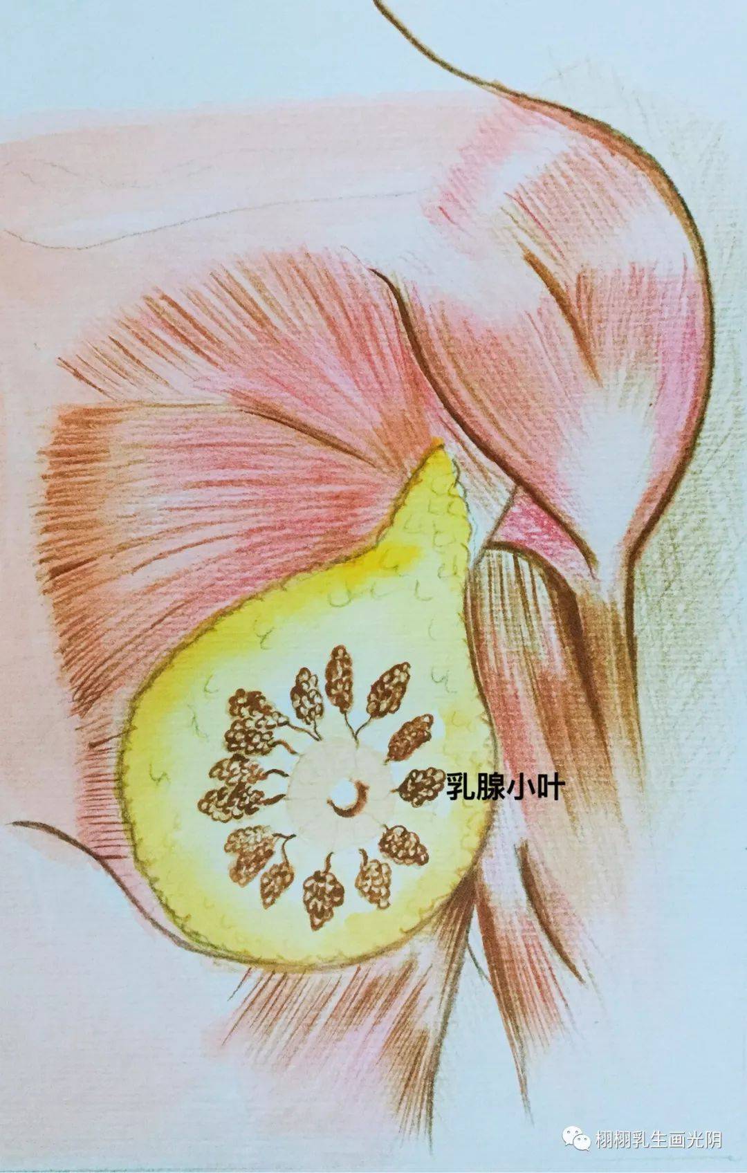 带你走进乳房—手绘水彩图解乳房良性疾病_乳腺