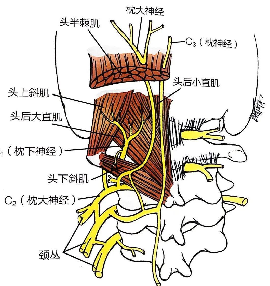 手麻也许是旋前圆肌综合征与腕管综合征神经根型颈椎病有区别