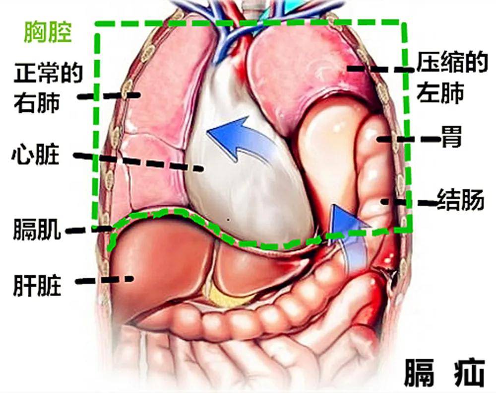 胸口器官图片