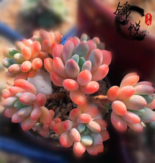 养了2年的多肉灯美人,瘦弱不长个,直接砍了,爆了不少侧芽