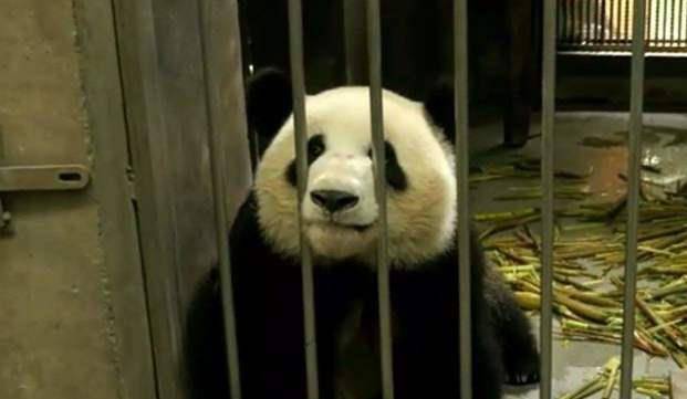 熊猫宝宝越狱不成,合伙欺负奶爸,熊猫:快扑倒他!