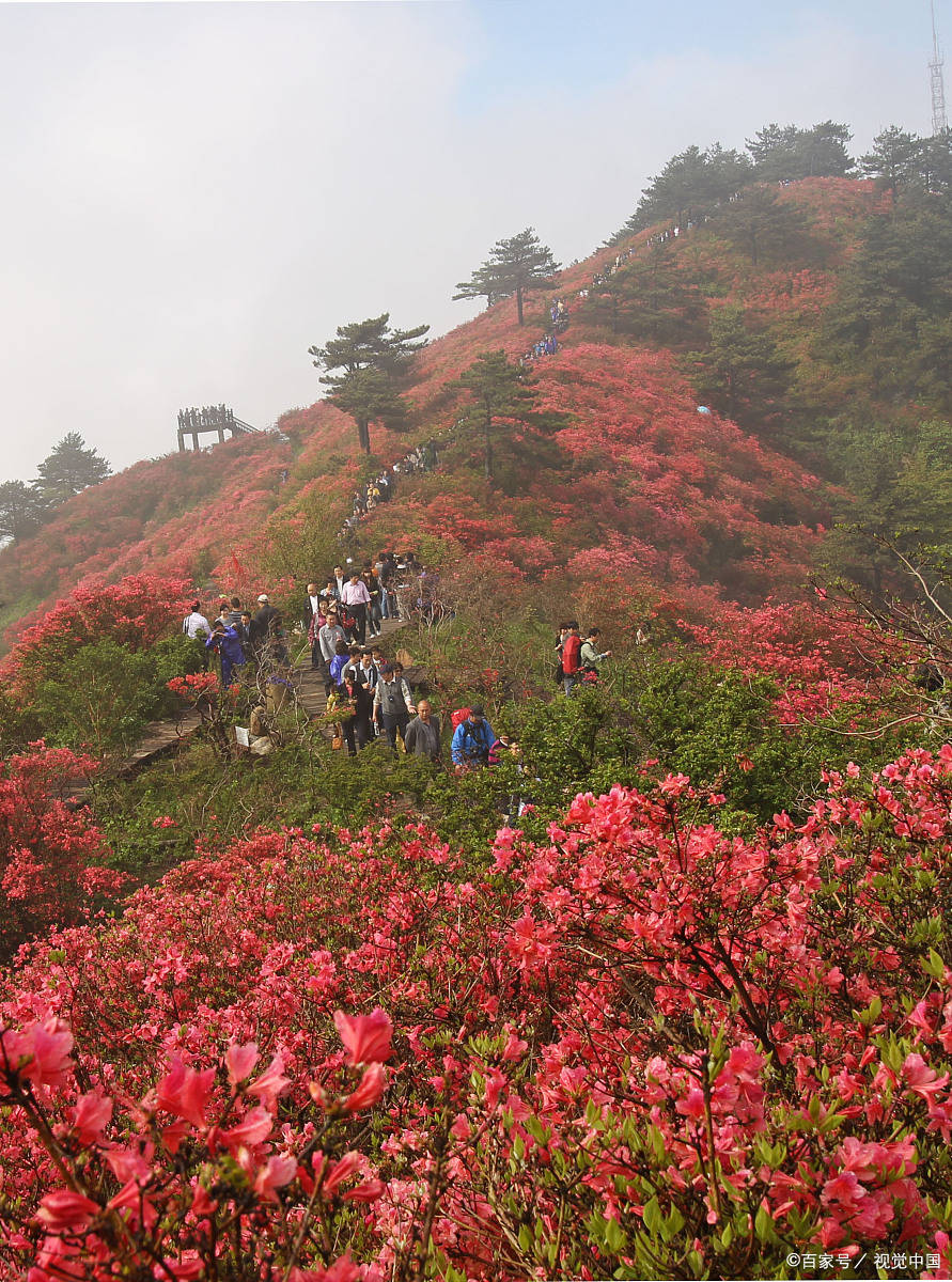 麻城龟峰山杜鹃花海