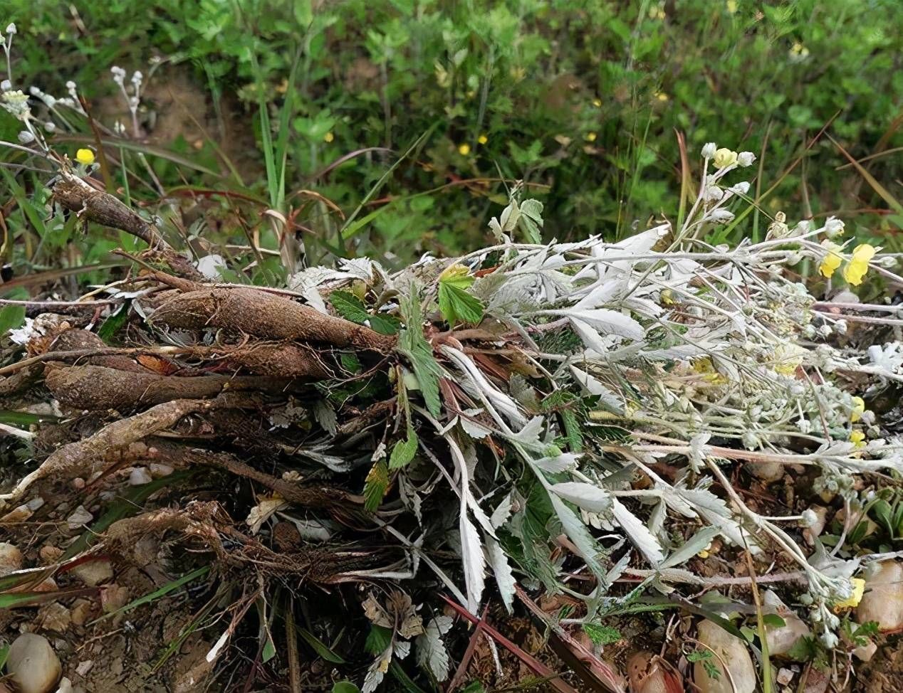 野生毛鸡腿植物图片