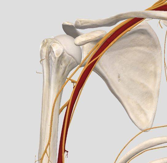 腋下和大臂内侧也是"危险区域"同时还有肱动脉这样的血管.