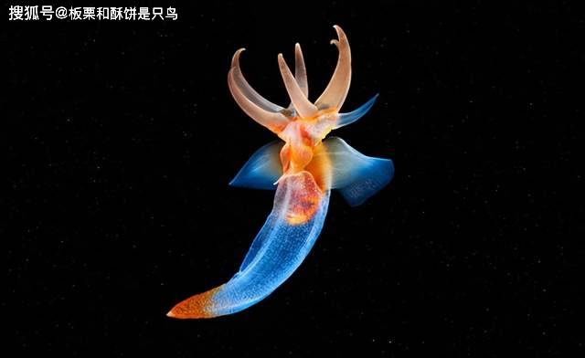 海天使:生活在极地,透明的身体长有翅膀,被人们视为好运的象征_海域