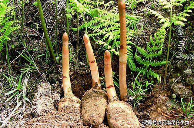 中药材天麻用什么肥料长得快天麻施什么肥料有助长根天麻用什么叶面肥