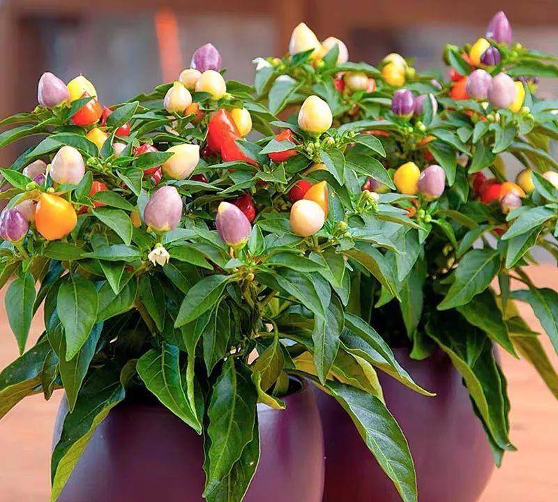 阳台上养这三种"蔬菜",好看又好吃,能省下不少买菜钱!