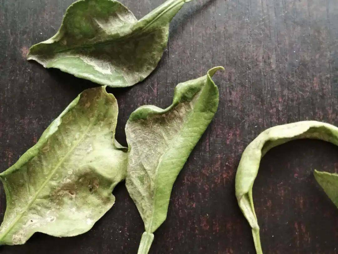 柑橘变成"非洲乌柑"是什么原因?锈壁虱的"杰作",果农需预防