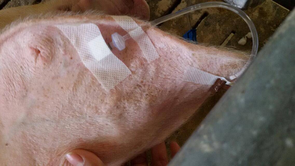 母猪产后输液三瓶法图片