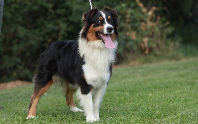 边境牧羊犬和澳洲牧羊犬,你更喜欢谁?