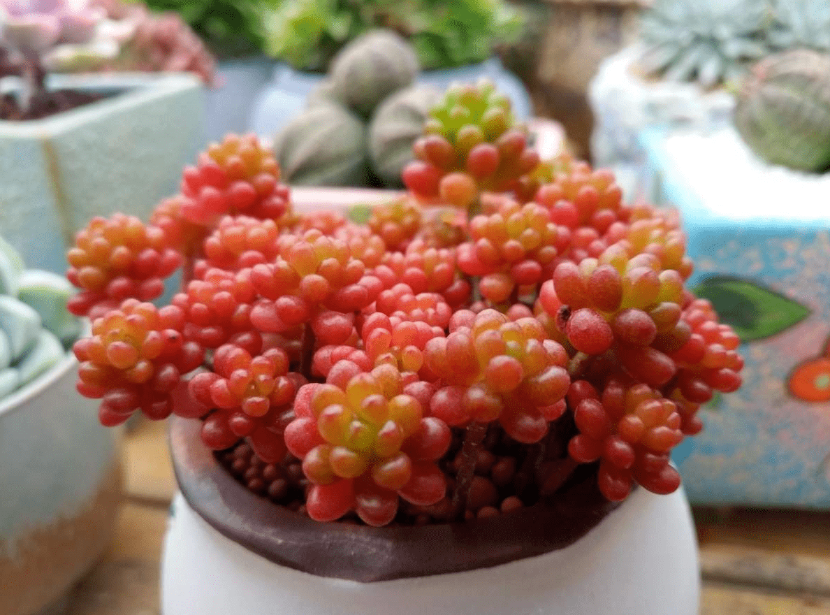 红色浆果太漂亮红润小巧比石榴籽还诱人