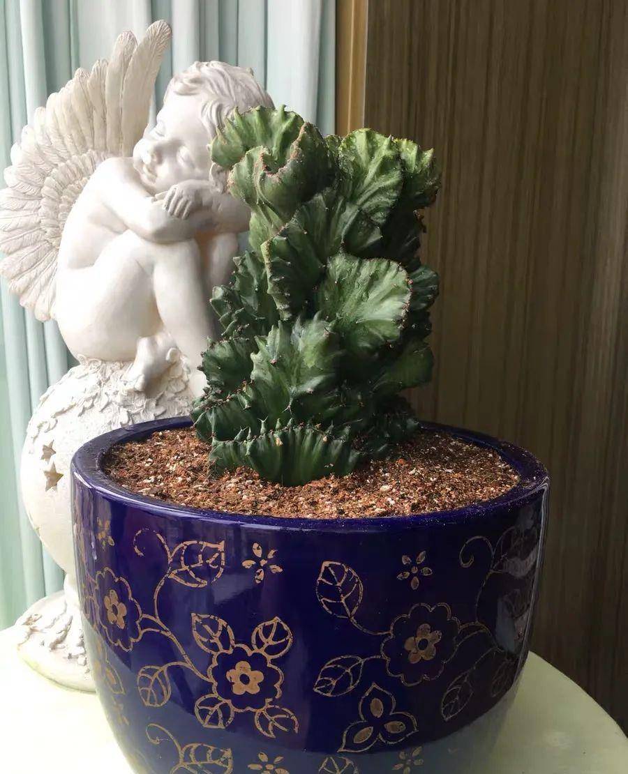 家里养一盆玉麒麟,霸气镇宅寓意好,半个月不浇水也旱不死!