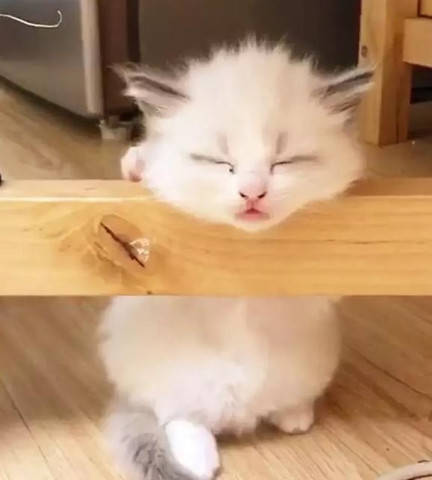 小奶猫趴在桌子底下睡觉让铲屎官到处找不到它发现它的时候样子简直太