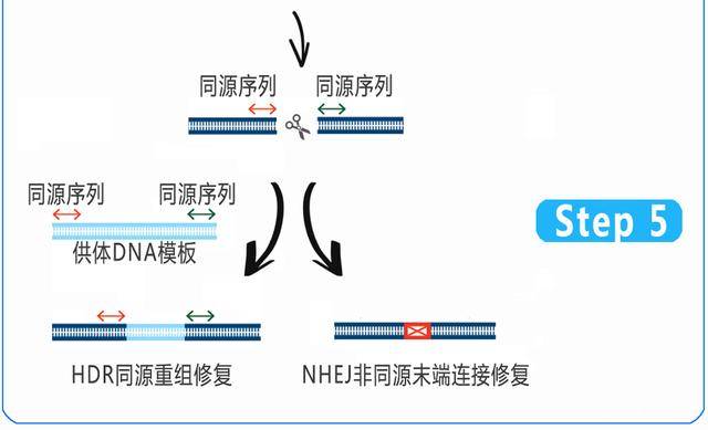 (用idt工具)设计供体dna模板,进行同源重组修复,实现基因敲入,敲除