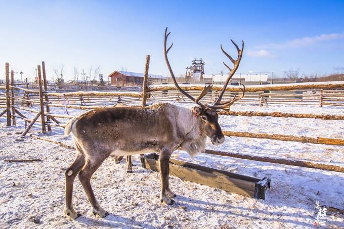 内蒙古根河有中国原始的使鹿部落,遗世独立,现在成为了著名景点
