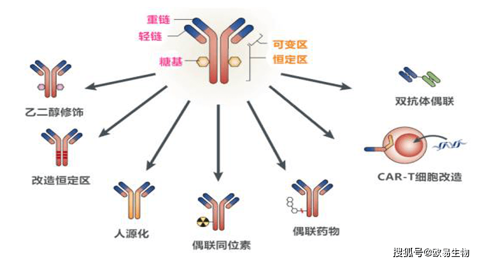 单克隆抗体过程图图片