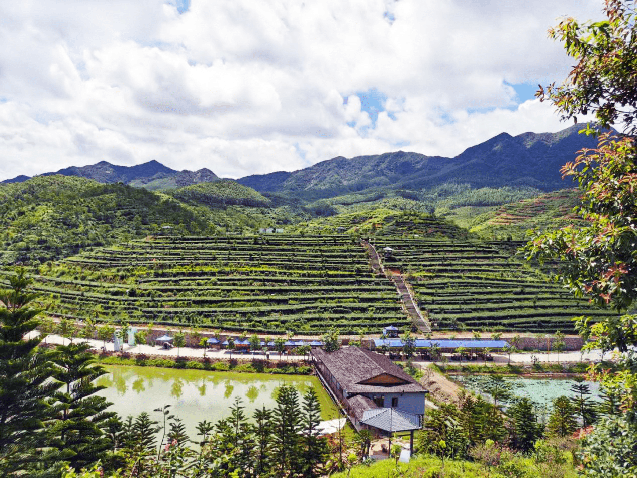 绿水青山出好茶|"中国地理标志产品活力指数发布"开平"大沙里"茶获奖!