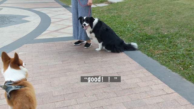 邊牧犬專撲制服男子訓犬師上門糾正變得一隻貓都不敢撲了