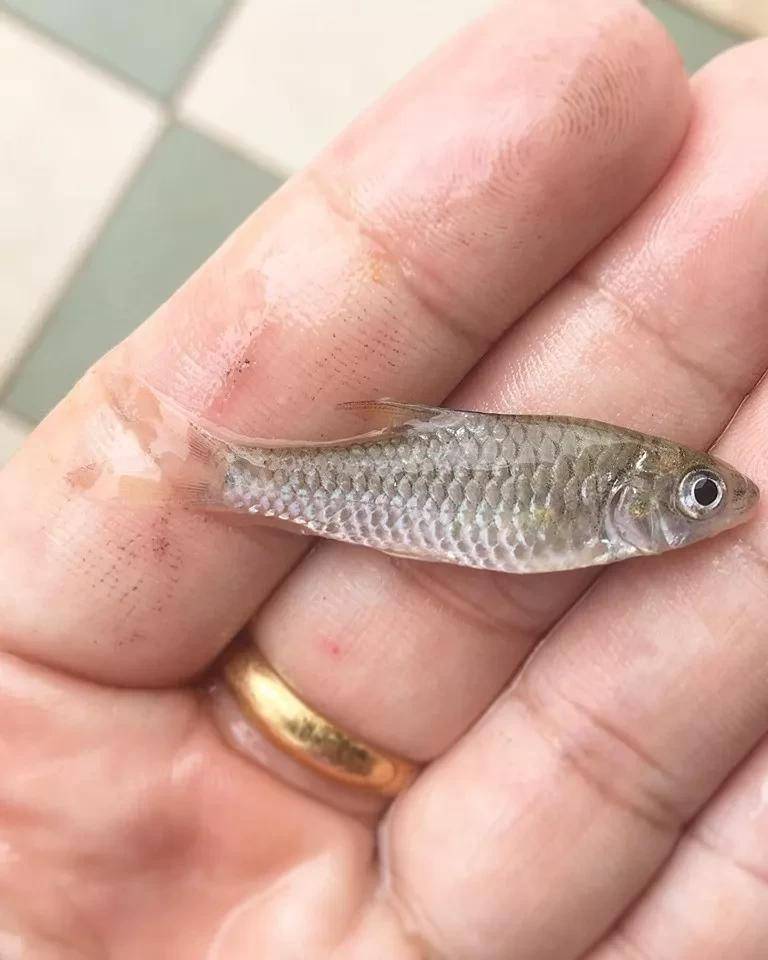 忘不了鱼图片 来自搜狐网