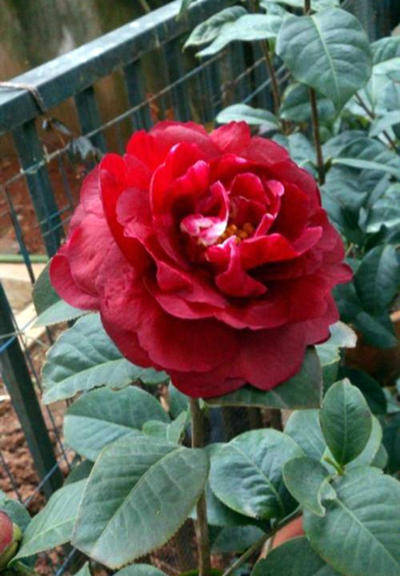 冬天就应当赏茶花8种响当当的茶花品种开花艳丽各具风情