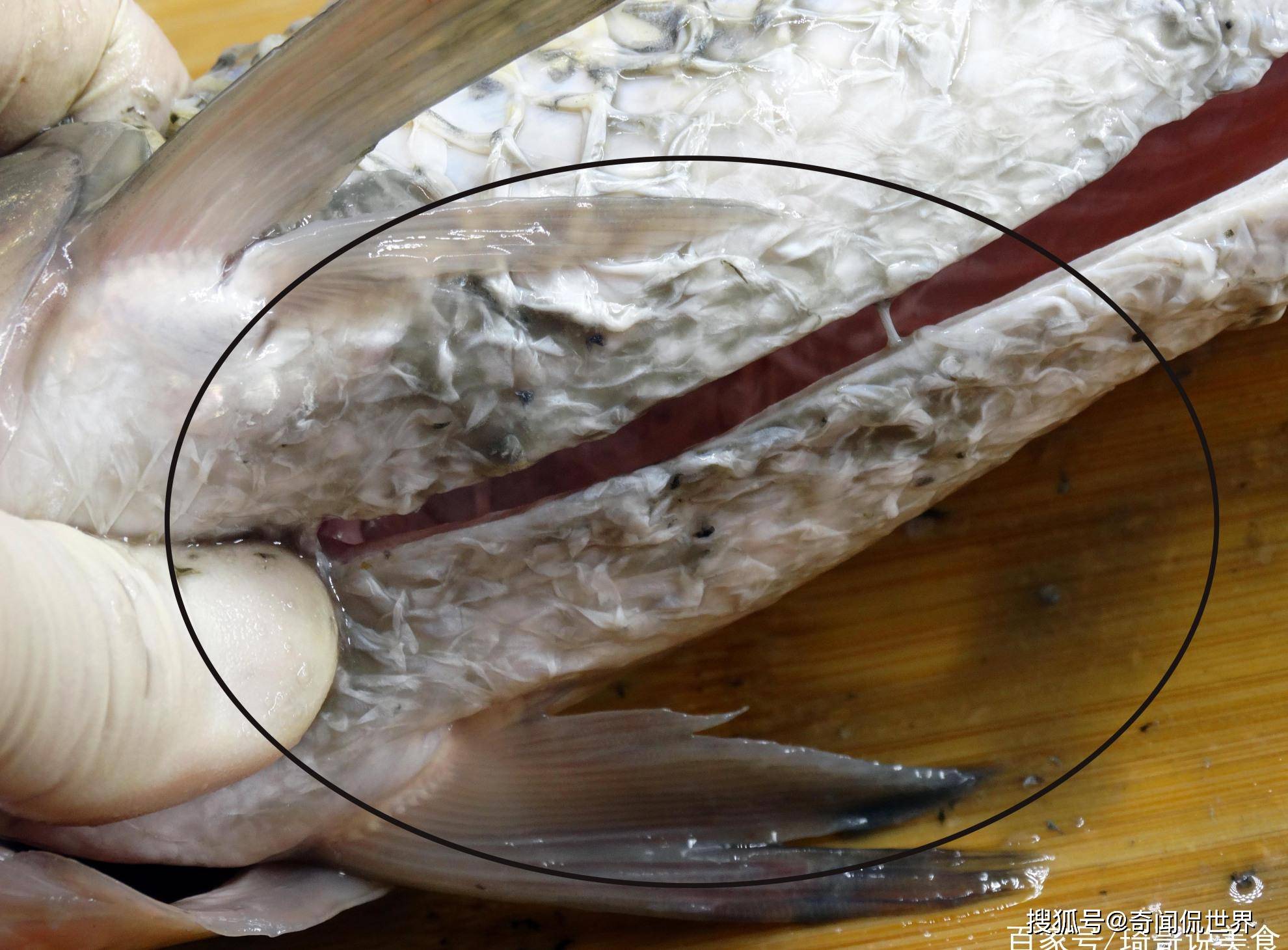 去除"鱼腥线",大错特错,这4处才是腥味源,处理好做鱼更鲜美