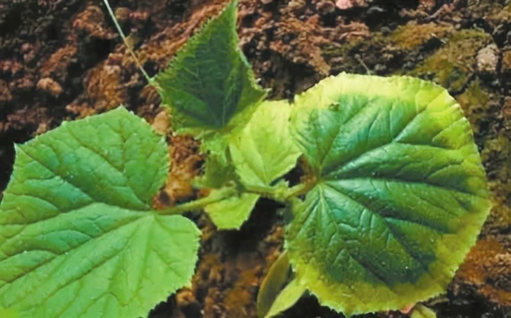 蔬菜叶子发黄怎么办,施肥很重要,选对肥,用好肥蔬菜长得棒棒哒_手机