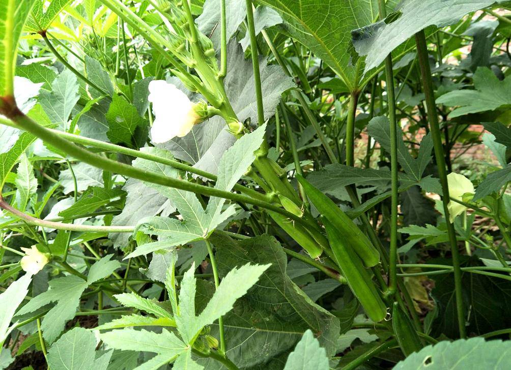 前几年就有农民进行种植,确实不愧是蔬菜植物,秋葵非常好种植,而且