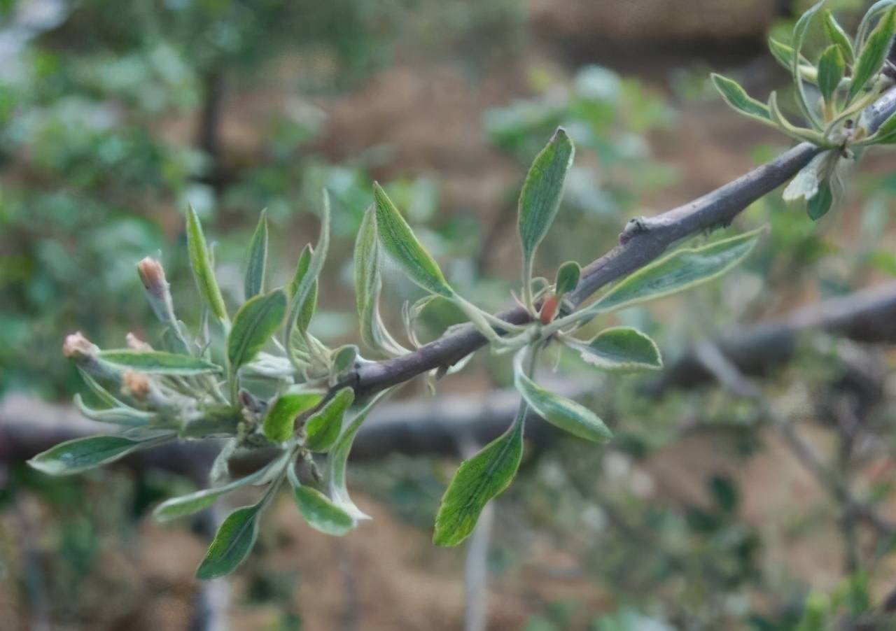 苹果小叶病如何防治弄清楚发病原因综合防控最有效