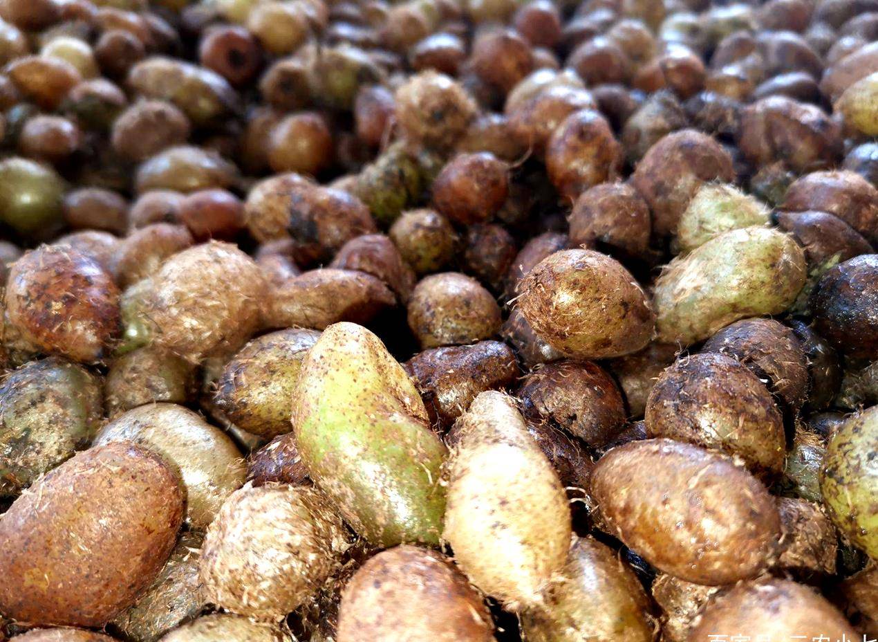 您知道这种植物长的块根在民间被称为——凤凰蛋吗?您那边叫它什么呢?