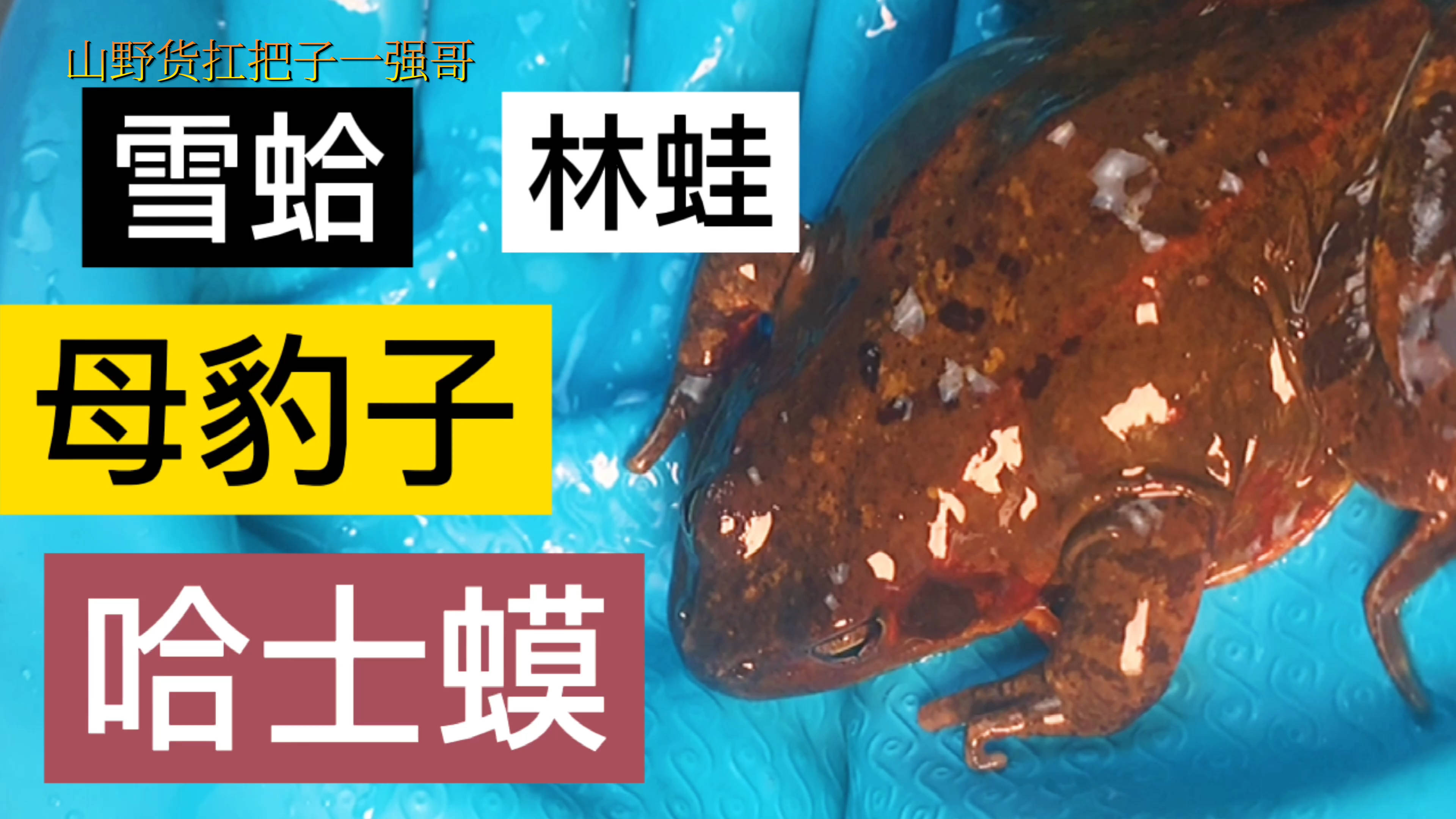 鲜活的大母豹子1两多1个的来上一锅蛤蟆炖土豆老香了