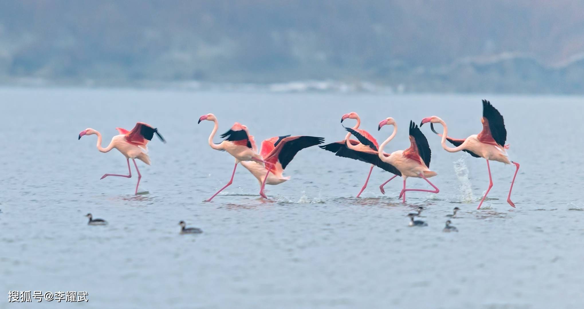 冬天中國死海運城鹽湖裡的火烈鳥