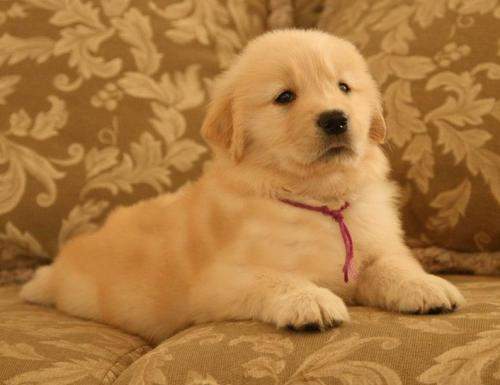 纯种金毛才有的6个特点串串一眼就被看出来了