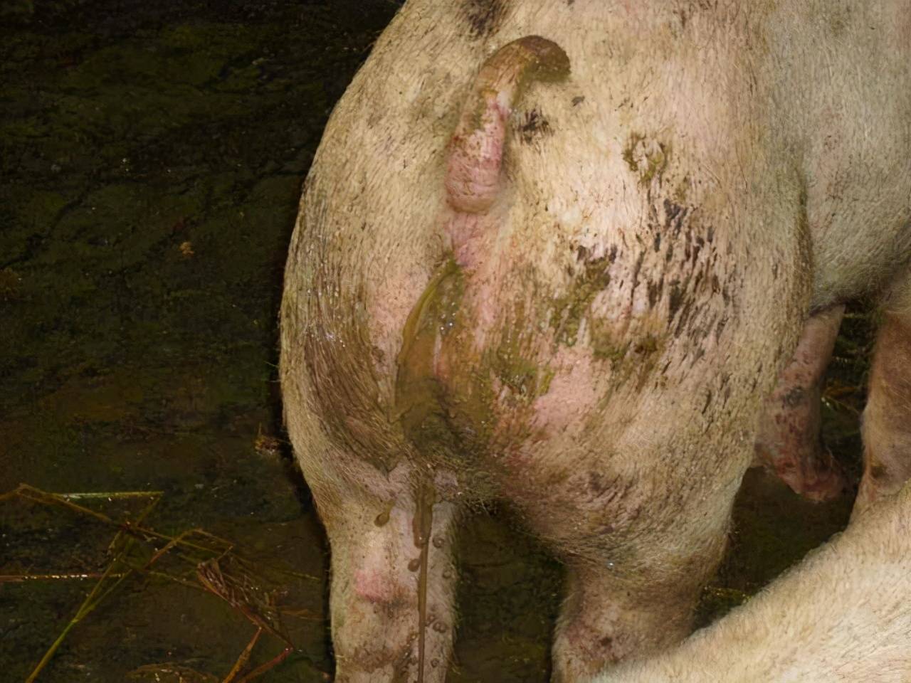 非洲猪瘟大便图片图片