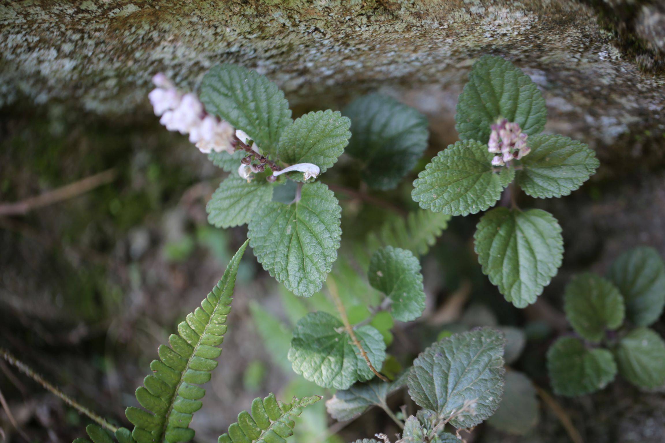 庆元植物1338-唇形科-黄芩属-光紫黄芩