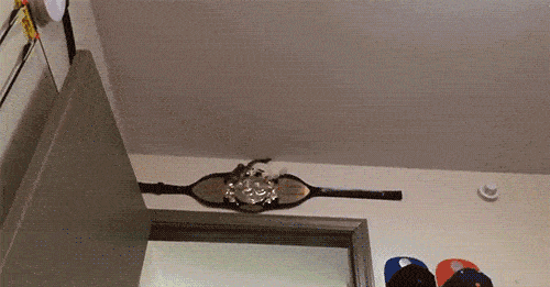 原创在抖音上超火的小飞鼠,长相可爱又粘人,但在无聊的时候会自残