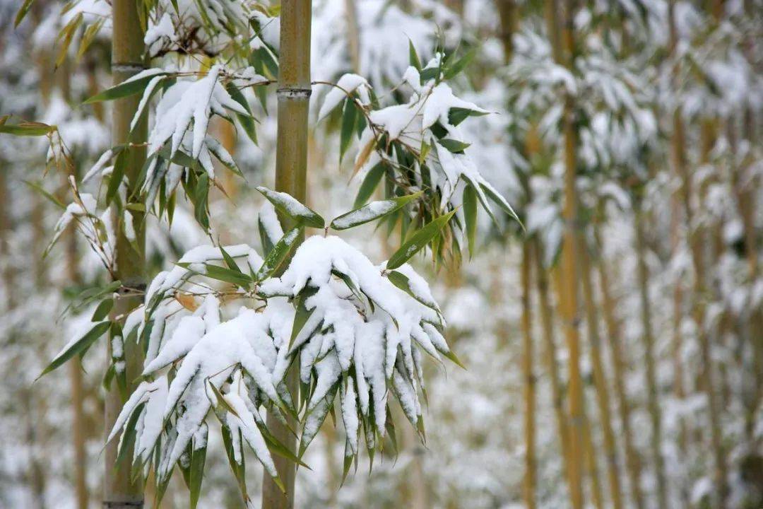 冬天竹子的景色的图片图片