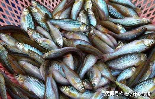 农村人打牙祭的3种小河鱼过去几毛钱一斤如今十几元一斤