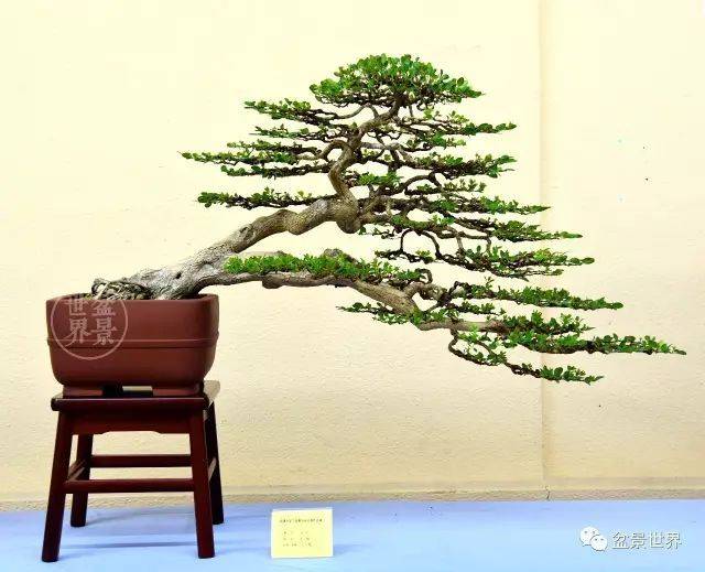 黄杨树造型方法盆景图片