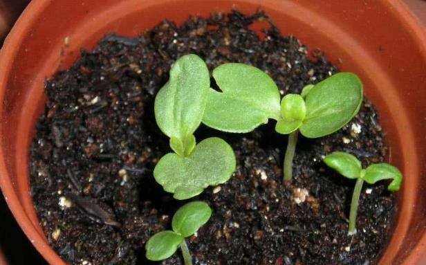 3種小花很好養撒點種子就發芽給點陽光就開花